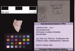 Foto (Objekt + Etiketten) von Bucculentidae indet. (NHMW-GEO-1990-0041-0199)